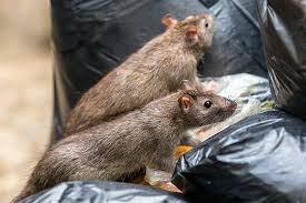 Aside from the strain and nuisance of a bug or rodent infestation on your own las vegas, nv property, unwanted pests pose a threat to safety and health and can lead to significant damage to your home. Blog Las Vegas Homeowner S Extreme Pest Prevention Handbook
