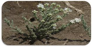 Image result for Cressa cretica