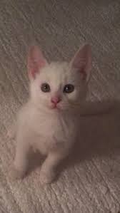 9 ideas de Cat 🪄✨