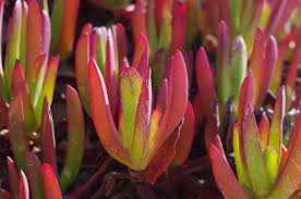 Image result for Aizoaceae