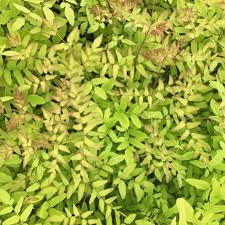 Image result for Osmunda regalis