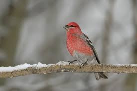 Over 107 pine grosbeak pictures to choose from, with no signup needed. Pine Grosbeak Celebrate Urban Birds