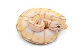 Banana Bumble Bee Ball Python Ball Python Morphs Snake