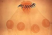 Cestoda Wikipedia