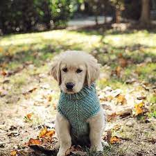A Whitewashed House Fall Dog Sweater Puppy Golden Puppy
