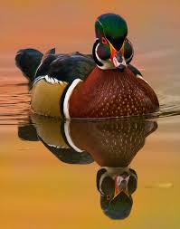 Wood Duck #6 by Wade Aiken