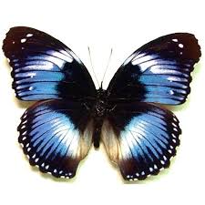 Black And Purple Butterfly Species Hypolimnas Salamacis Butterfly Frame Insects Moth