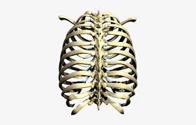 Find the perfect rib cage stock illustrations from getty images. Rib Cage Png Picture Rib Cage Png 500x500 Png Download Pngkit