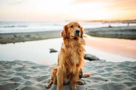 Maybe you would like to learn more about one of these? Veterinarian In Costa Mesa Ca 92627 Newport Mesa Animal Hospital