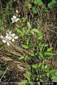Image result for Rubus pinnatus