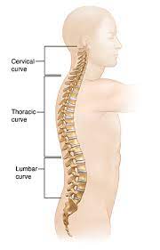 The little finger is medial to the thumb. How Your Back Works