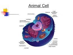 Visit our website for more information about our services or to speak to an expert. Organelles And Their Function Ppt Video Online Download