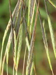 Image result for Heteropogon melanocarpus