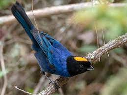 Jul 14, 2021 · most comprehensive collection of angry birds walkthrough videos and tutorials anywhere…period. Golden Crowned Tanager Iridosornis Rufivertex Birds Of The World