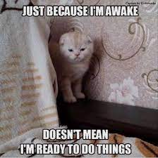 Hey You Get Inspired Very Funny Cat Memes Compilation Videos Try Not To Laugh Challenge In 2020 Funny Animal Memes Funny Cat Memes Funny Animal Jokes