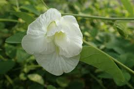 Image result for Clitoria kaessneri