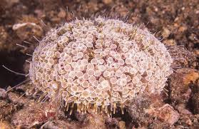 Flower Urchin Also Called Toxopneustes The Flower Urchin Is One Of The Most Frequently Encountered Sea Urchins It In 2020 Sea Creatures Creatures Australia Animals