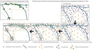 Image result for Ixora burundiensis