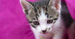 Perhaps like me, you've owned a cat — or more likely, been owned by one. The Scientific Reason Behind Why Cats Are So Cute Sun Valley Animal Center