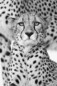 Black And White Cheetah Photography Cheetah In Black White Copyright By Www Pfotograf Info Animals Beautiful Wild Cats Gorgeous Cats