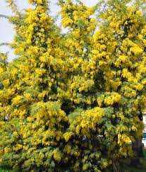 Image result for Acacia