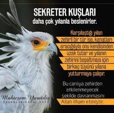 sekreter kuslari daha cok yilanla beslenirler karsilastigi yilan zehirli bir tur ise kanatlari aracigiliyla onu kendisinden uzak tu hayvanlar alemi kus allah