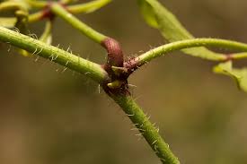 Image result for Cyphostemma kirkianum