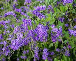 Maybe you would like to learn more about one of these? Duranta Brazilian Skyflower