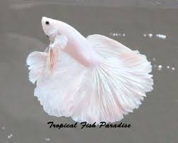 Order male paradise bettas online with next day shipping! Awesome Imported Platinum White Halfmoon Hm Male Betta Fish Big Fins Tropical Fish Paradise