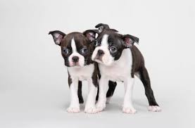 Before buying a puppy it is important to understand the associated costs of owning a dog. Male Vs Female Boston Terrier Which Is Better