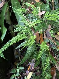 Image result for Asplenium rutifolium