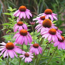 Using Purple In The Garden Hgtv Echinacea Plants Plant Combinations