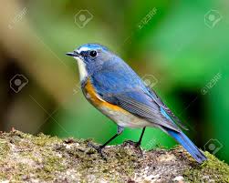 Check out rossignol, oiseau de légende by fernand deroussen on amazon music. Rossignol A Flancs Roux Plus Bel Oiseau Bleu Debout Sur Un Rocher Moussu Avec Belle Fond Vert Banque D Images Et Photos Libres De Droits Image 26106118