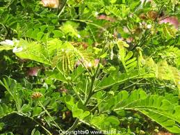 Many fruits can be easily grown from fruit seed you eat right in your own home. Rain Tree Albizia Saman Gardening Ornamental Trees