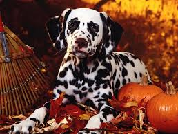 Image result for dalmatin