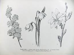 Antique Botanical Prints Black And White Set Of 3 Vintage Prints Of Flowers Botanical Illustrations Flower Illustrations In Black And White Great Home Decor Easy To Frame Botanical Illustration Wildflower Drawing Flower Illustration