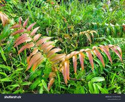 Image result for Stenochlaena