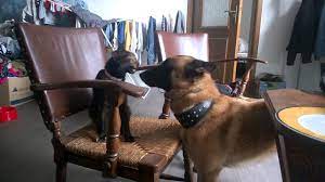 Welcome to petside, the impartial and trusted source to help you care for your pet. Malinois Jessie And Cat Paskudka Youtube