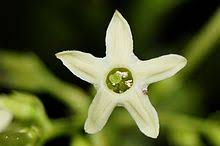 It is also used as a hedge plant and cultivated as a medicinal plant. Cestrum Nocturnum Wikipedia