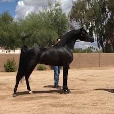 ابن جي جي بلاجيو ولد ماغنوم سايكي و امه بنت مروان الشقب خلطة ملكية مطلقة follow us stud386 like the post mention