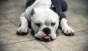 Fan page for frenchie enthusiasts who own, love, want, or admire frenchies. Killeen Tx English Bulldog Meet Brick A Pet For Adoption