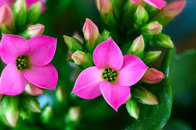 During the fall and winter months, many homes become inhospitable environments for houseplants. 12 Indoor Winter Blooming Plants To Keep Your Green Thumb Happy This Winter Shifting Roots