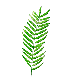 Maybe you would like to learn more about one of these? Leaves Png Gif Novocom Top