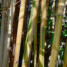 Image result for Bamboo Yellow 1958 Imperial