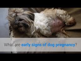 Pin On Health Pet Systems