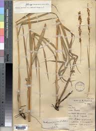 Image result for Danthoniopsis pruinosa