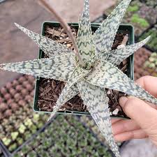 Image result for Aloe wildii