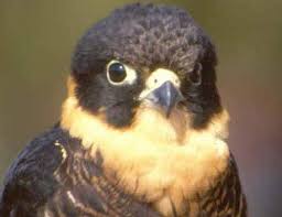 Bat Falcon Dark Hooded Bat Predator Animal Pictures And Facts Factzoo Com The vampire bat is quite a small animal, with it's body rarely growing larger than the size of a human thumb. bat falcon dark hooded bat predator