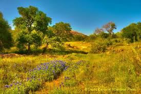 Birds Of Texas Hill Country Pictures Enchanted Rock Texas Texas Hill Country Scenery Photos Hill Country