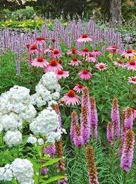 Astilbe Chinensis Visions White Flower Farm In 2020 Deer Resistant Garden White Flower Farm Perennials